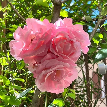 Garden Castle * 代森扎诺-德尔加达